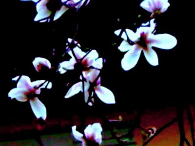 Magnolie