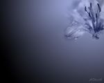 Averti al vezzo dell'impossibile