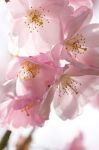 I peschi in fiore