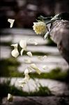 Se rifletti, cos'�