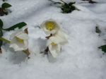 Nevicata Notturna  