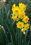 Primavera Nell'Aria  