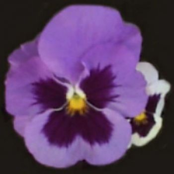 Viole