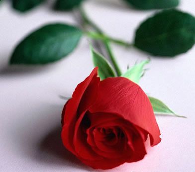 Profumo di rose  