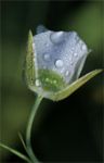 Perle di rugiada