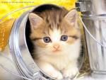 Un gattino birichino