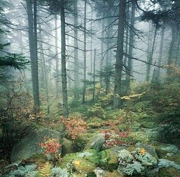Foreste Canadesi
