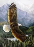 Torno A Volare