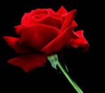 Rose Scarlatte