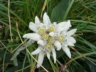 Stella Alpina  