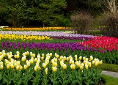 Tulipani  