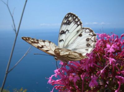 In volo
