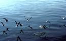 Fragile storia (il lago di Ginevra)