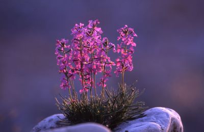 Fiore del magredo
