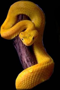 Parenti Serpenti
