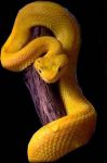 Parenti Serpenti
