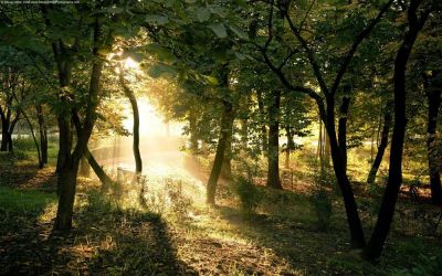 Paradiso Verde
