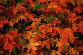 Presto sar� autunno
