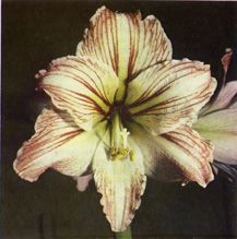 Il fiore