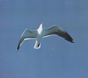 Il Gabbiano