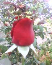 La Rosa Scarlatta