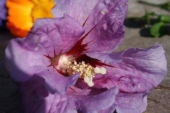 Il fiore dell'amarezza