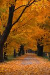 Malinconia d�autunno