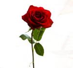L�ultima rosa