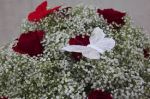 Farfalle d�amicizia