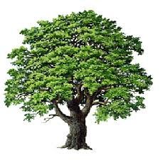 C�era una quercia