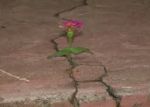 Nel deserto nascer� un fiore