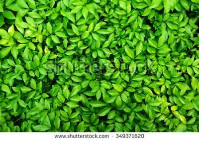 Foglie d�erba