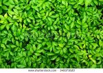Foglie d�erba