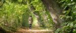 Il bosco � una poesia