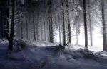 L�alba si perde in un bosco lontano