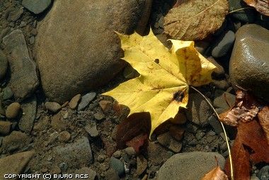 D'autunno