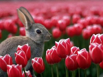 Primavera