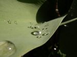 Goccia di bianco