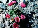 Rosa tra sassi