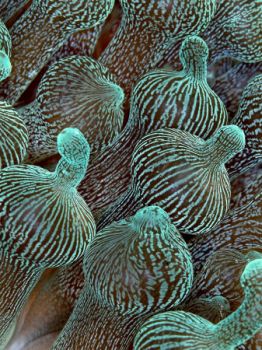 Anemoni