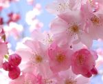 Primavera