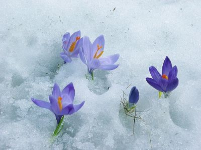 Quando il fiore germoglier�