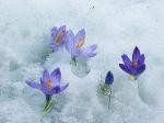 Quando il fiore germoglier�