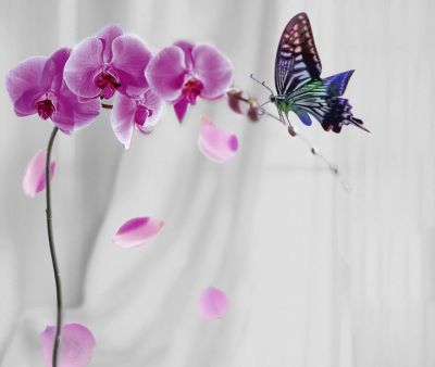 L�amore che nasce