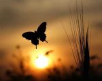 Nostalgia d�amore