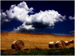Ciclo di poesie sulla libert�