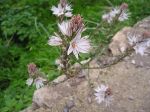 Il giunco e l'asfodelo