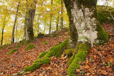 Filosofia autunnale