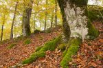 Filosofia autunnale
