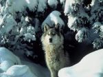 La tredicesima fata (ovvero la Ragione)